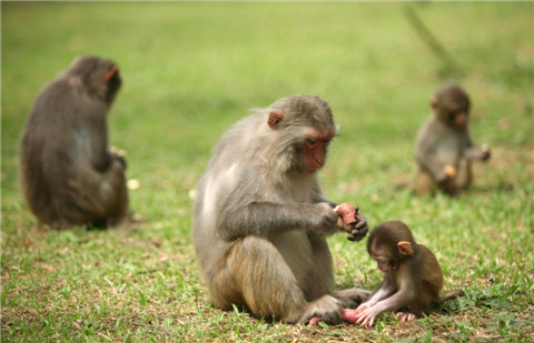 上川岛猕猴保护区