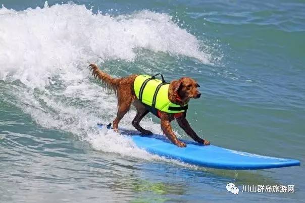 带上狗狗去海岛旅行——计划指南