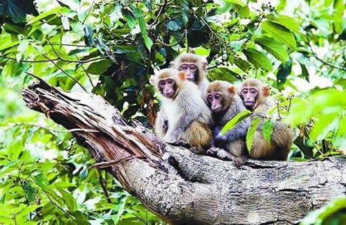 省级野生猕猴保护区